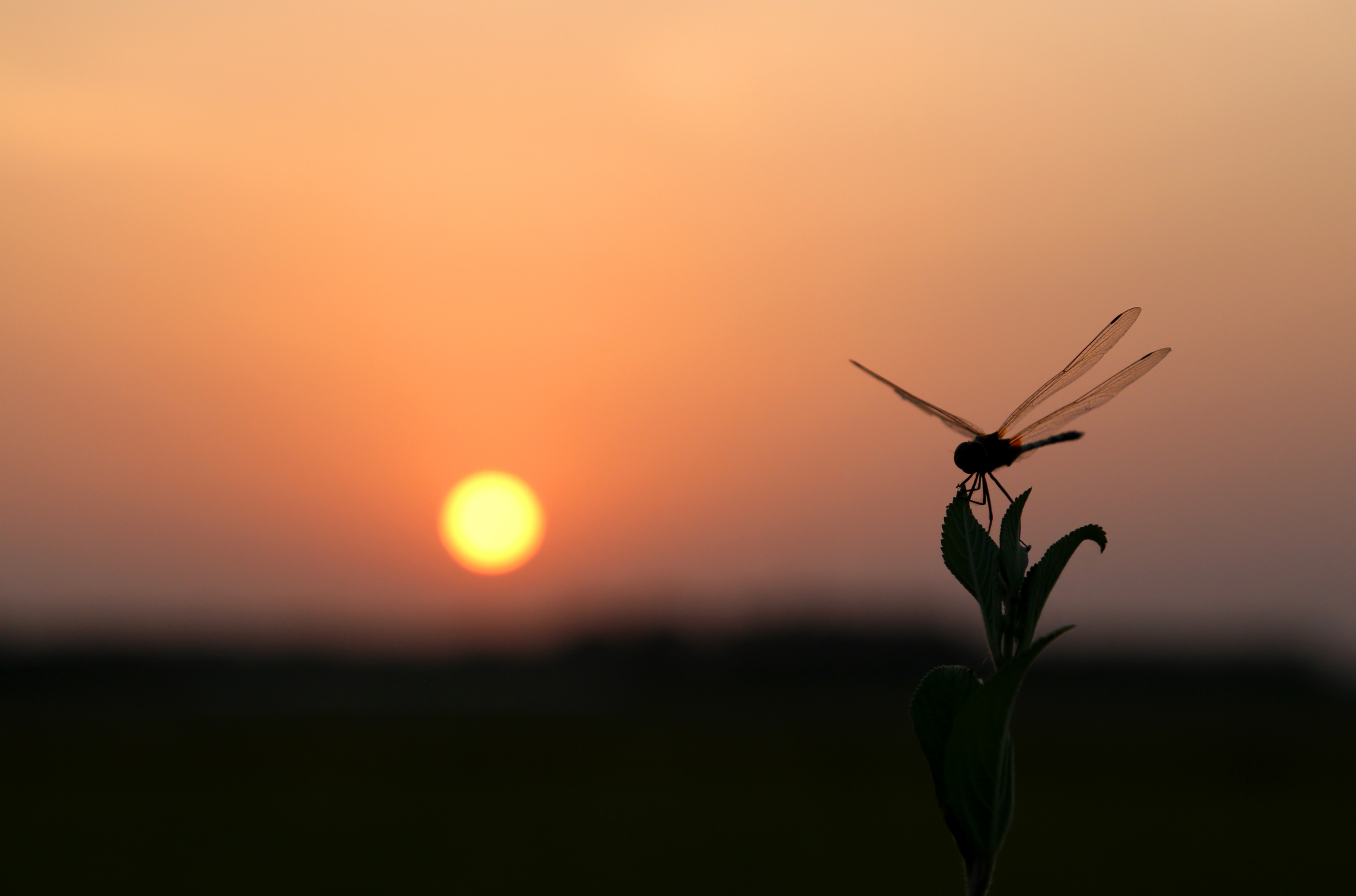 Dragonfly Sitting